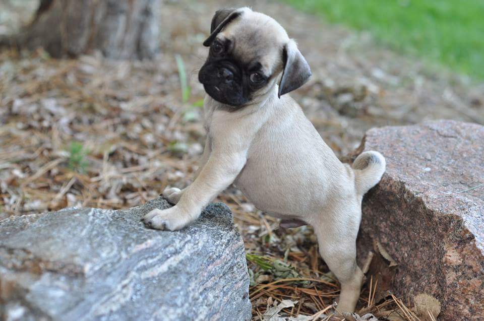 Colorado Boxer Breeders, Kloud 9 Boxers & Pugs, Elizabeth Colorado